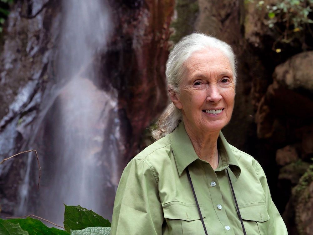 Dr. Jane Goodall, founder of the Jane Goodall Institute and UN Messenger of Peace.